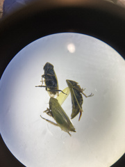 Verdanus