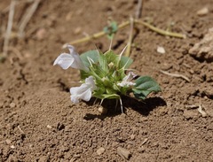 Acanthomintha obovata cordata