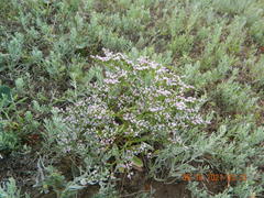 Goniolimon tataricum