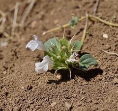 Acanthomintha obovata cordata