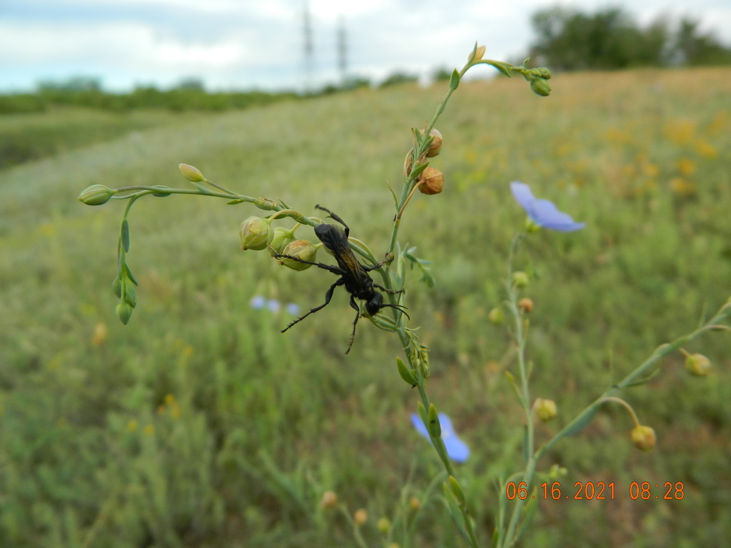 Prionyx subfuscatus