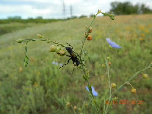 Prionyx subfuscatus