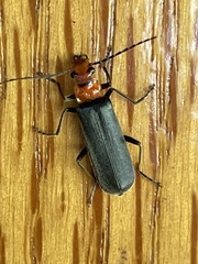 Podabrus conspiratus