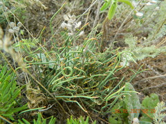 Ephedra distachya