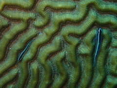 Elacatinus prochilos