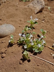 Acanthomintha obovata cordata