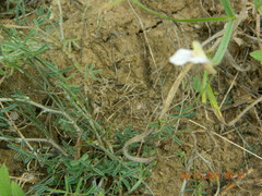 Astragalus ucrainicus