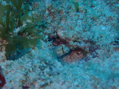 Gnatholepis thompsoni