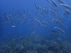 Decapterus