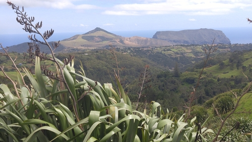 Phormium tenax image