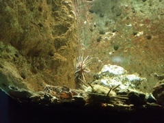 Stylocidaris affinis