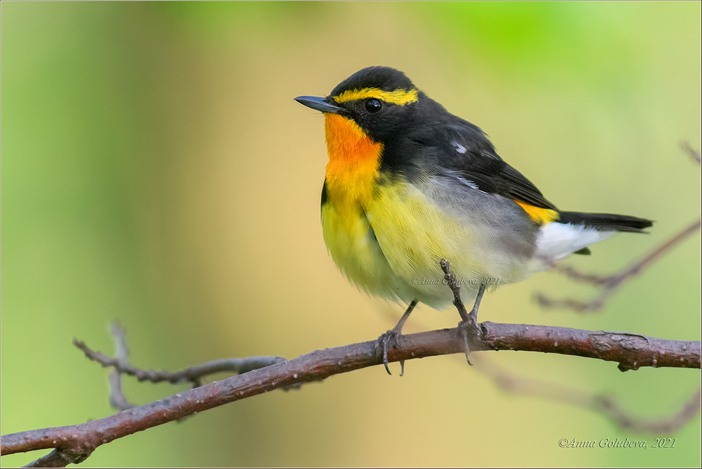 Narcissus Flycatcher (Ficedula narcissina) photo