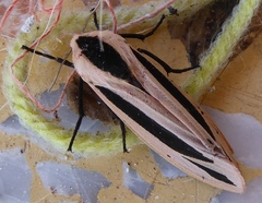 Creatonotos