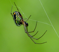 Leucauge mariana