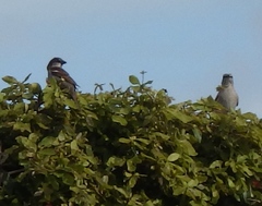 Mimus polyglottos image