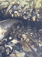 Hypsoblennius gilberti