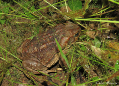 Rhinella diptycha