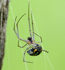Leucauge mariana