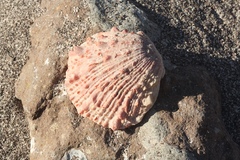 Spondylus