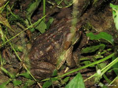 Rhinella diptycha