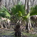 Dwarf Palmetto - Photo (c) Anna, some rights reserved (CC BY-NC), uploaded by Anna
