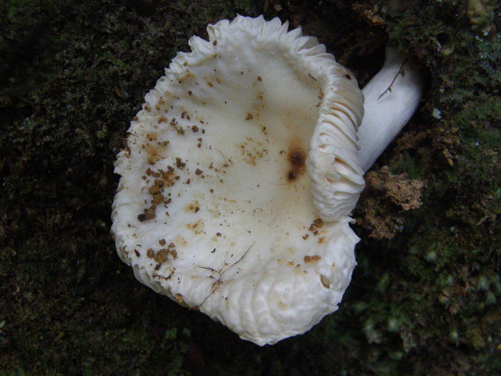 Russula albolutescens