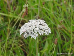 Daucus carota gummifer