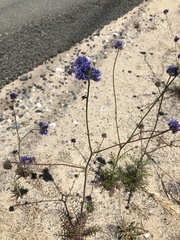 Gilia capitata capitata