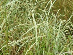 Elymus farctus