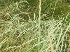 Elymus farctus