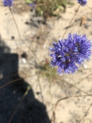 Gilia capitata capitata
