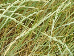 Elymus farctus
