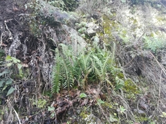 Polypodium plesiosorum