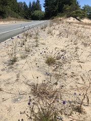 Gilia capitata capitata