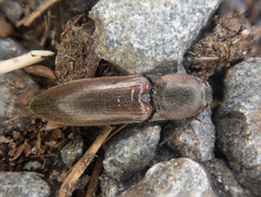 Acteniceromorphus volitans