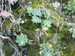 Sedum palmeri
