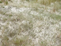 Crucianella maritima