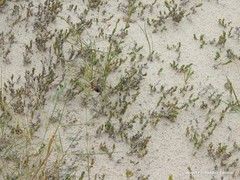 Crucianella maritima