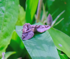 Phazaca kosemponicola