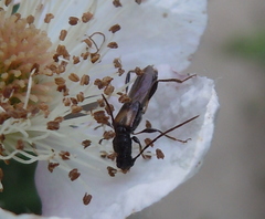 Molorchus umbellatarum