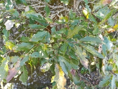 Quercus canbyi