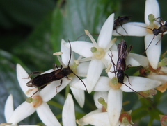 Molorchus umbellatarum