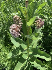 Asclepias syriaca