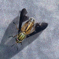 Chrysops moechus
