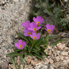 Primula angustifolia