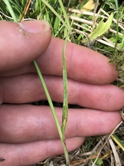Carex panicea