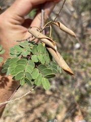 Erythrostemon pannosus