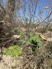 Erythrostemon pannosus