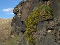 Ericameria cuneata cuneata