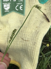 Carex panicea
